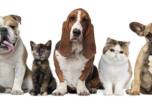 PET SHOP-ΚΤΗΝΙΑΤΡΙΚΑ